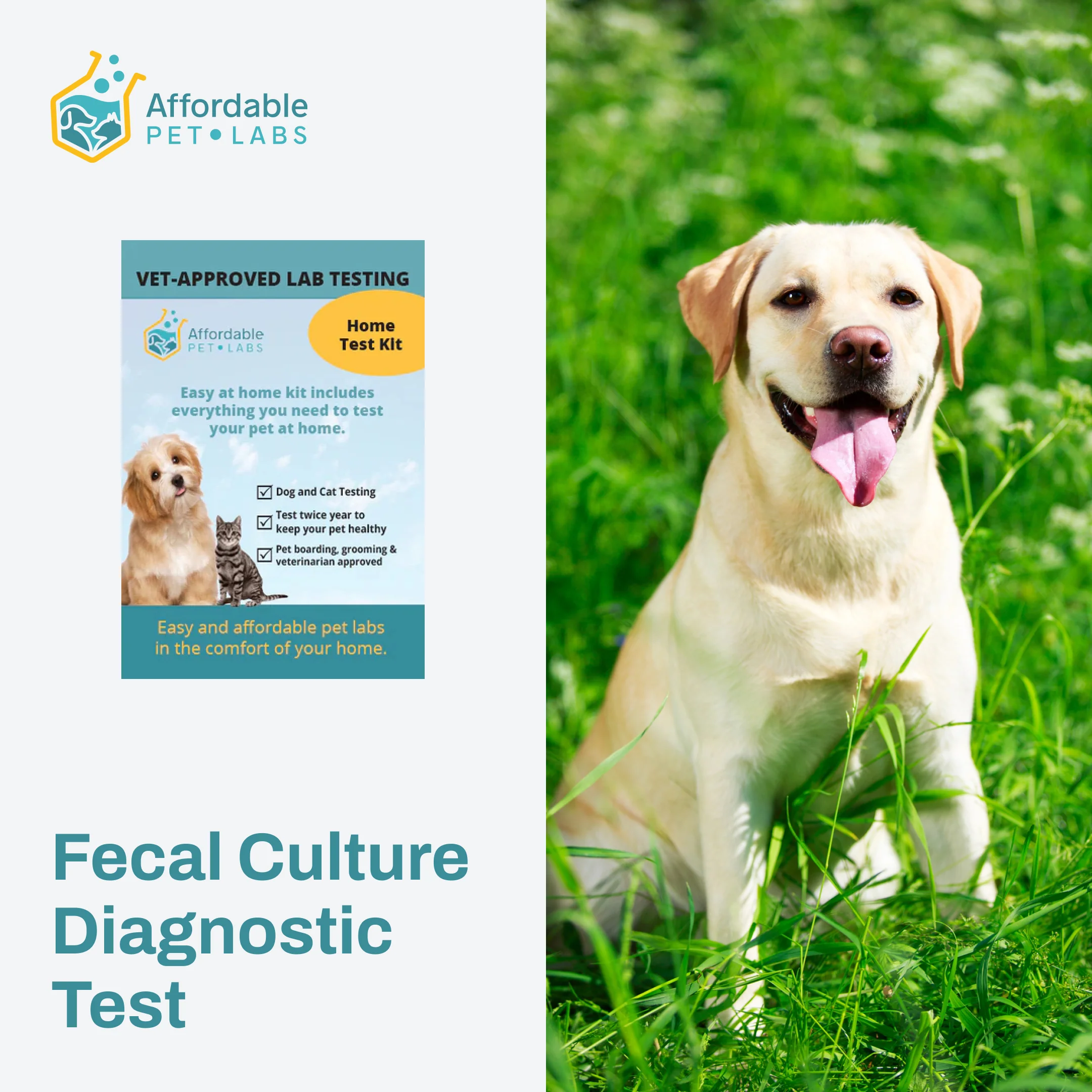 Digestive issues (such as diarrhea, parasites, loose stools, and indigestion)
